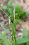 Limestone meadow sedge